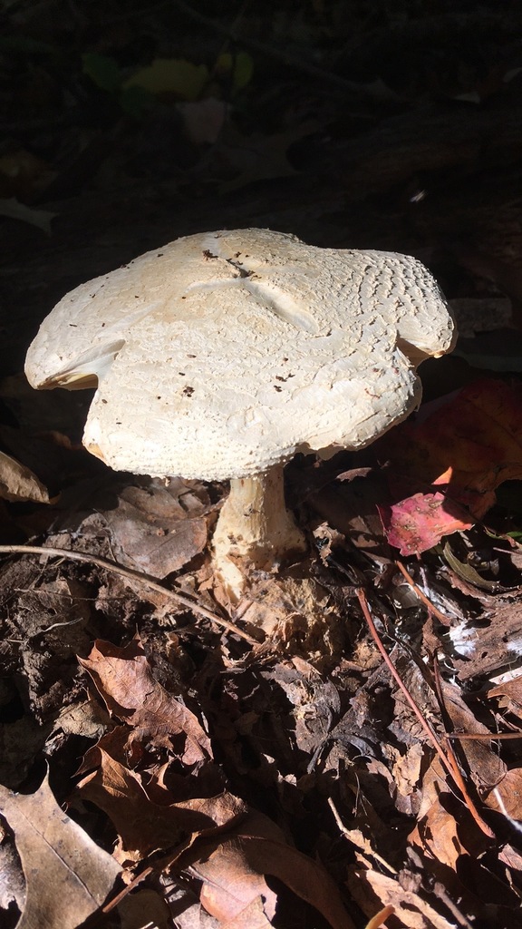 amanita mushrooms from Clarksburg, MD, USA on October 22, 2023 at 04:39 ...