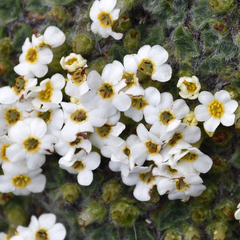 Myosotis pulvinaris