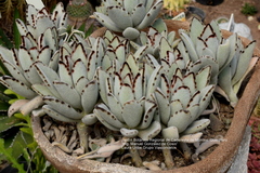 Kalanchoe tomentosa