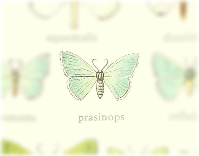 Syndromodes prasinops