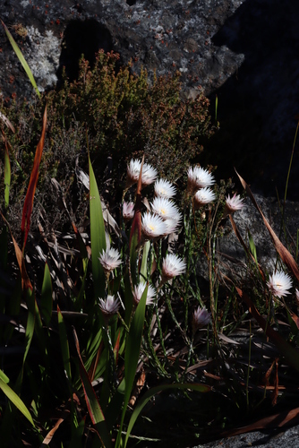Image of Edmondia pinifolia by (c) Tony Rebelo, some rights reserved (CC BY-SA)