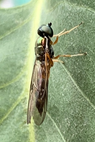 Twin-Spot Centurion Fly photo 4