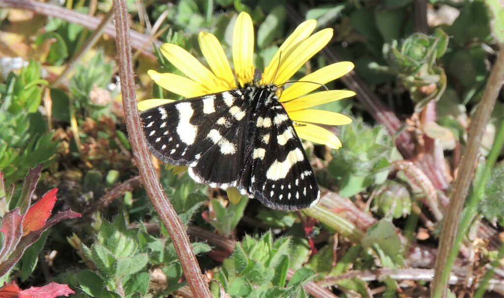 Willowherb Daymoth from Mount Compass SA 5210, Australia on October 7