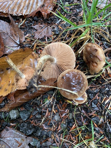 Hebeloma excedens