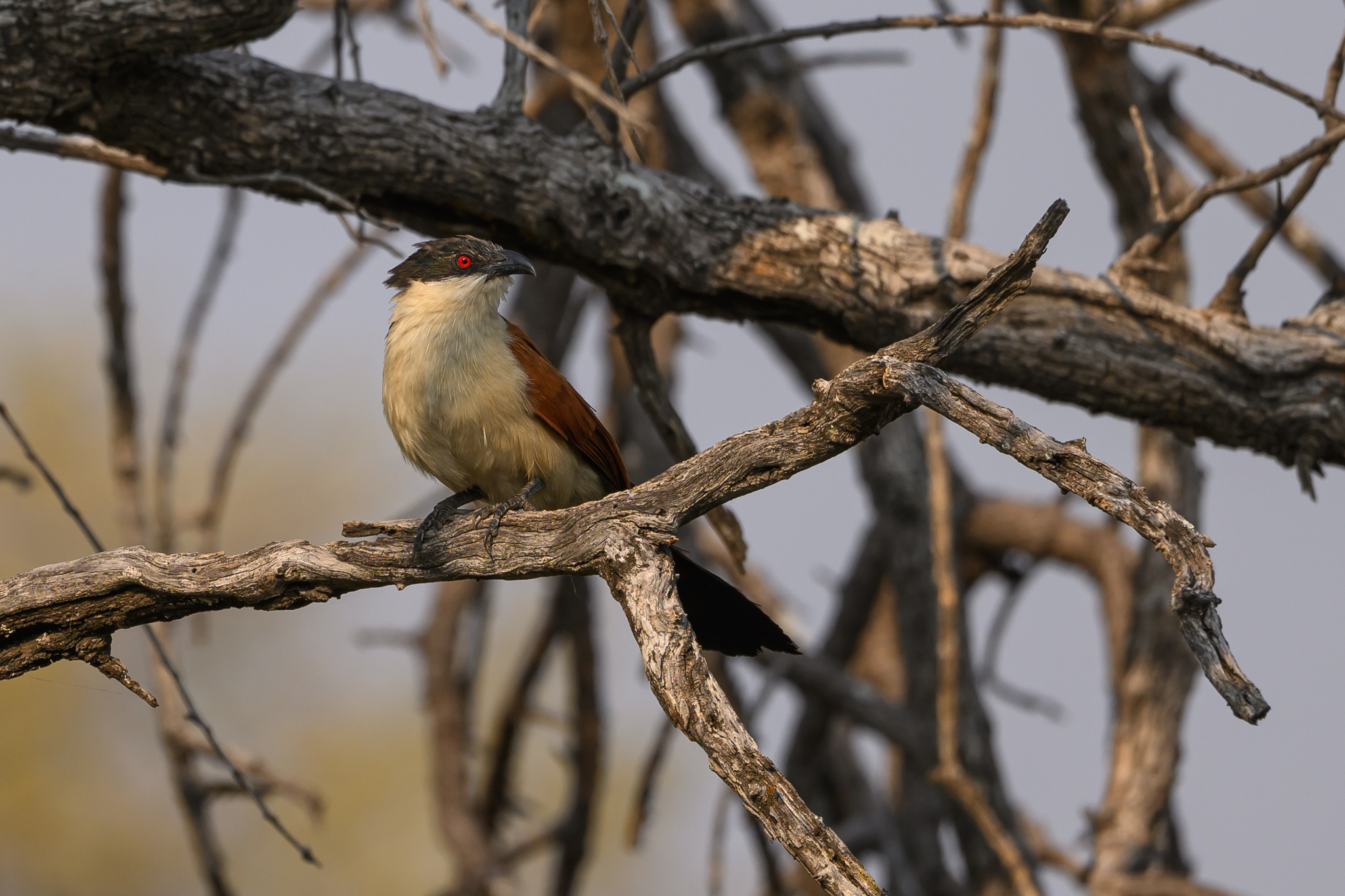 Senegal Coucal