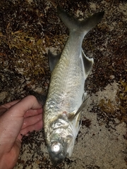 Polydactylus octonemus