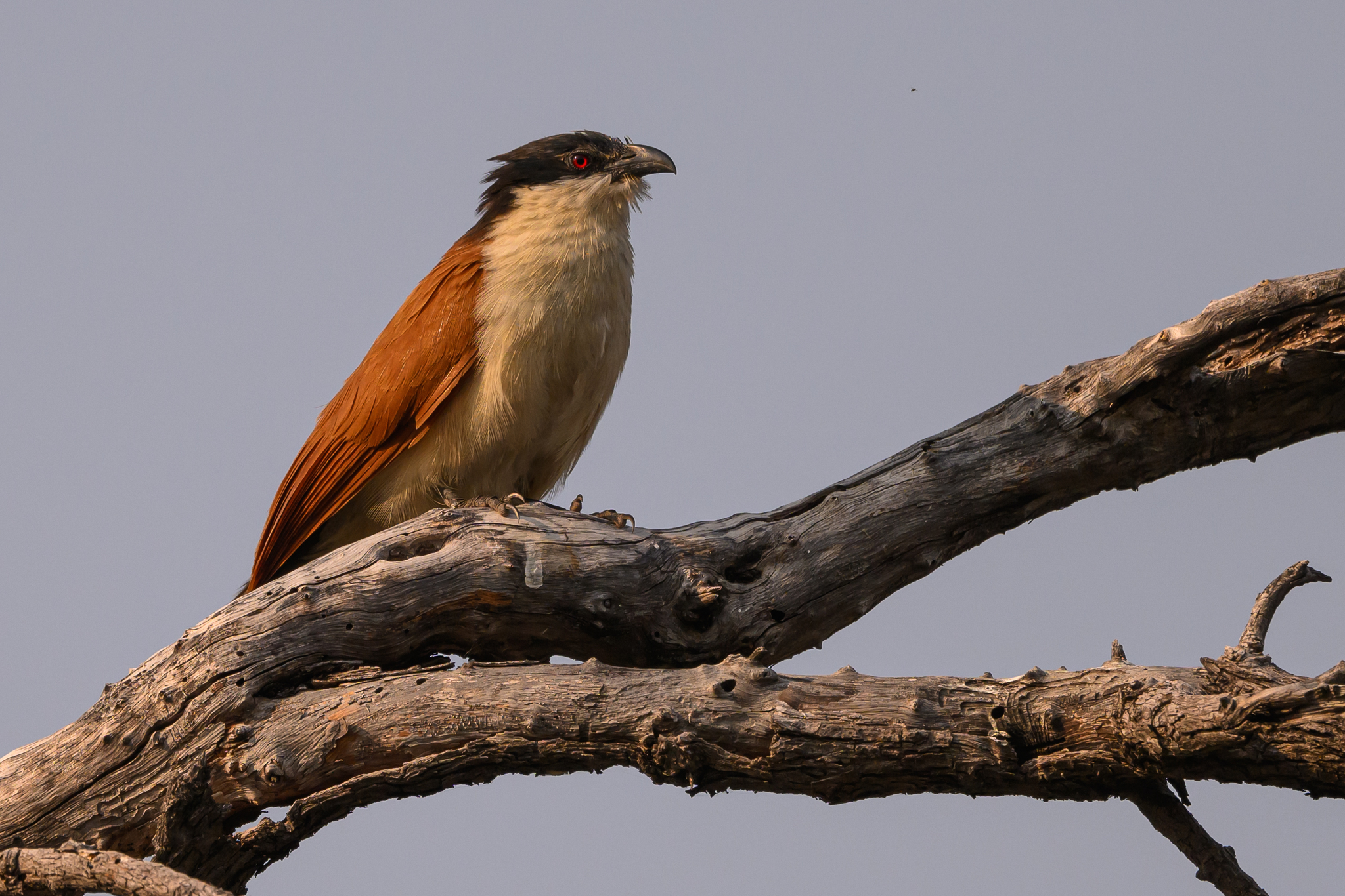 Senegal Coucal