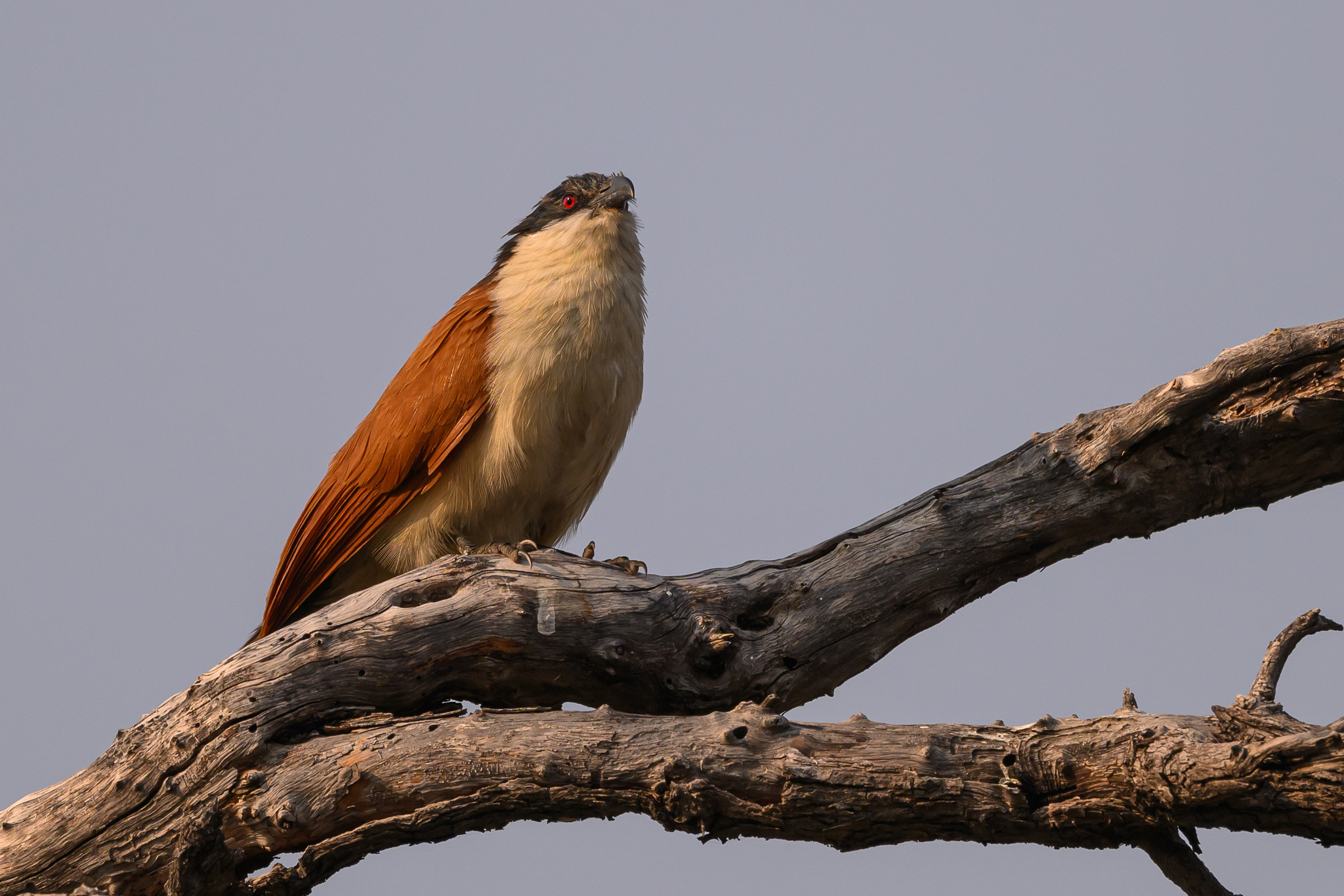 Senegal Coucal