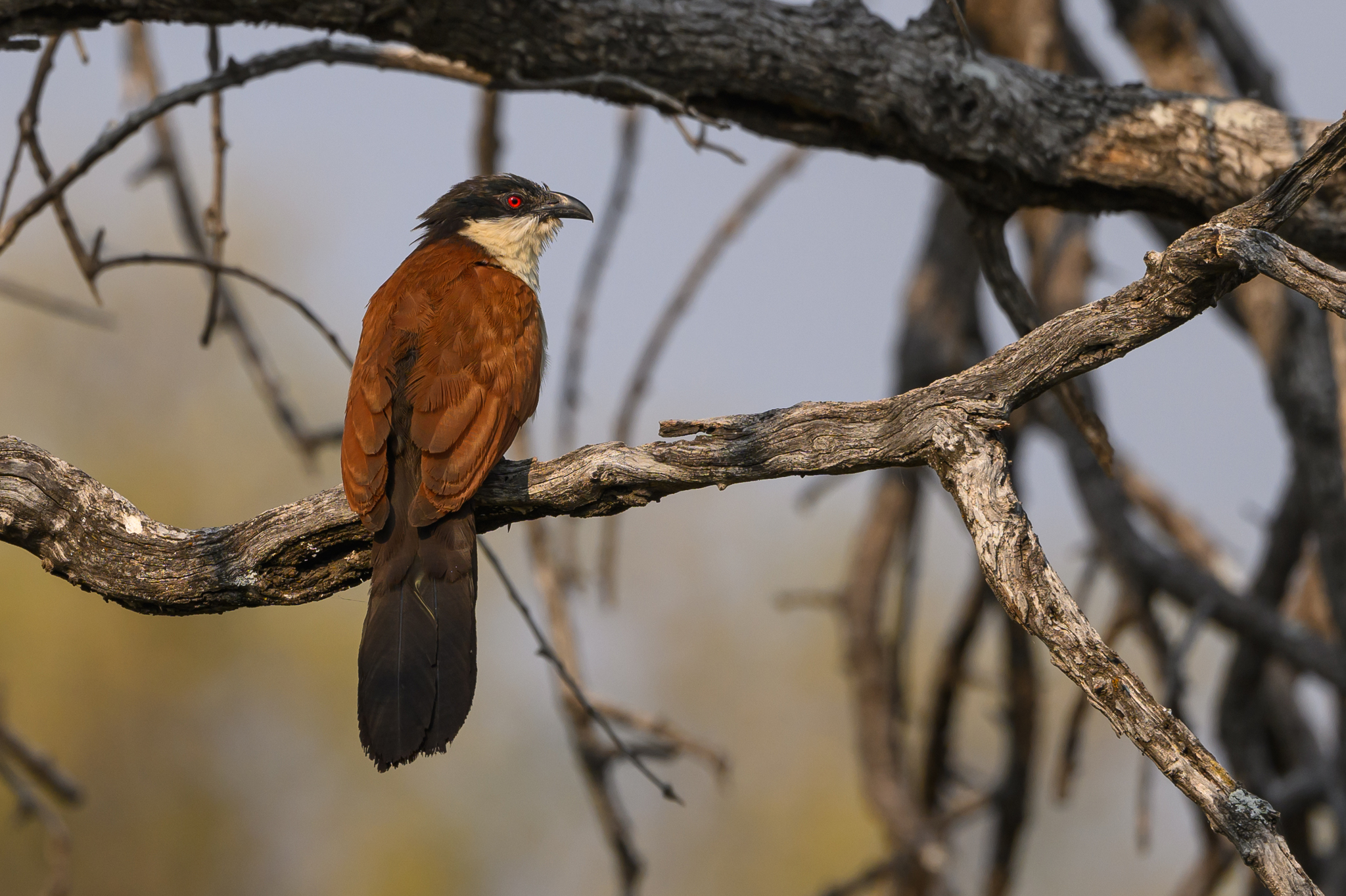 Senegal Coucal