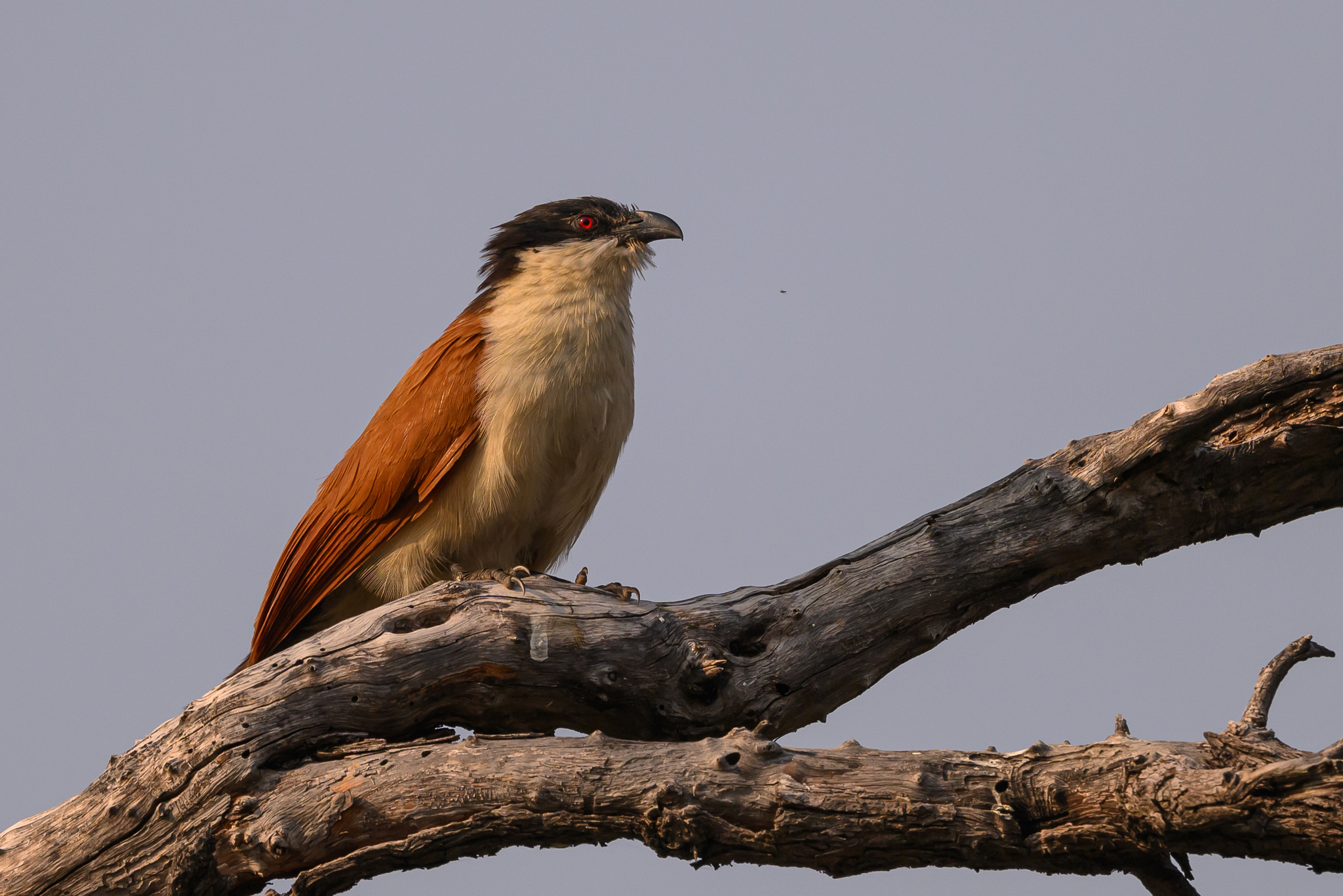 Senegal Coucal