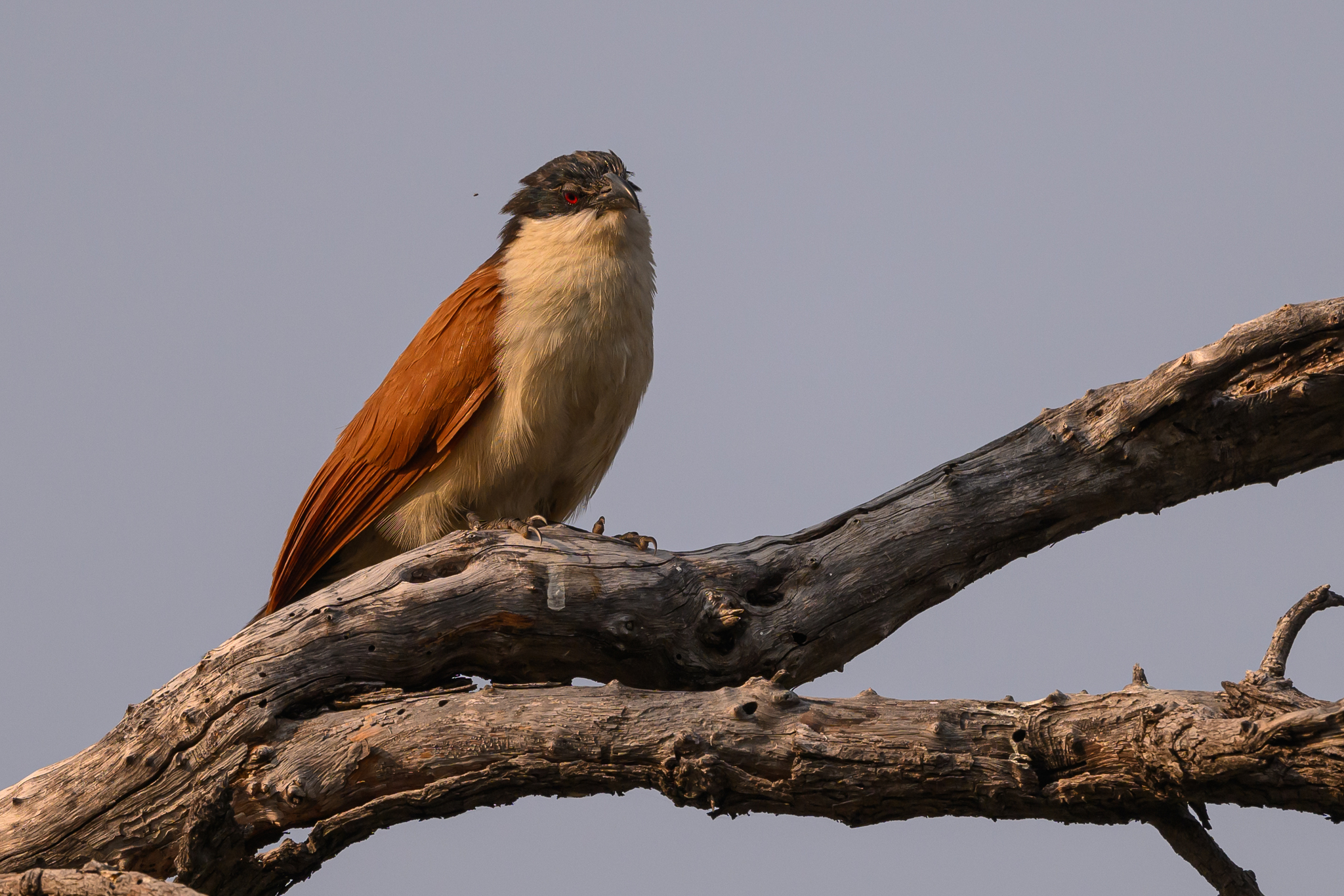Senegal Coucal