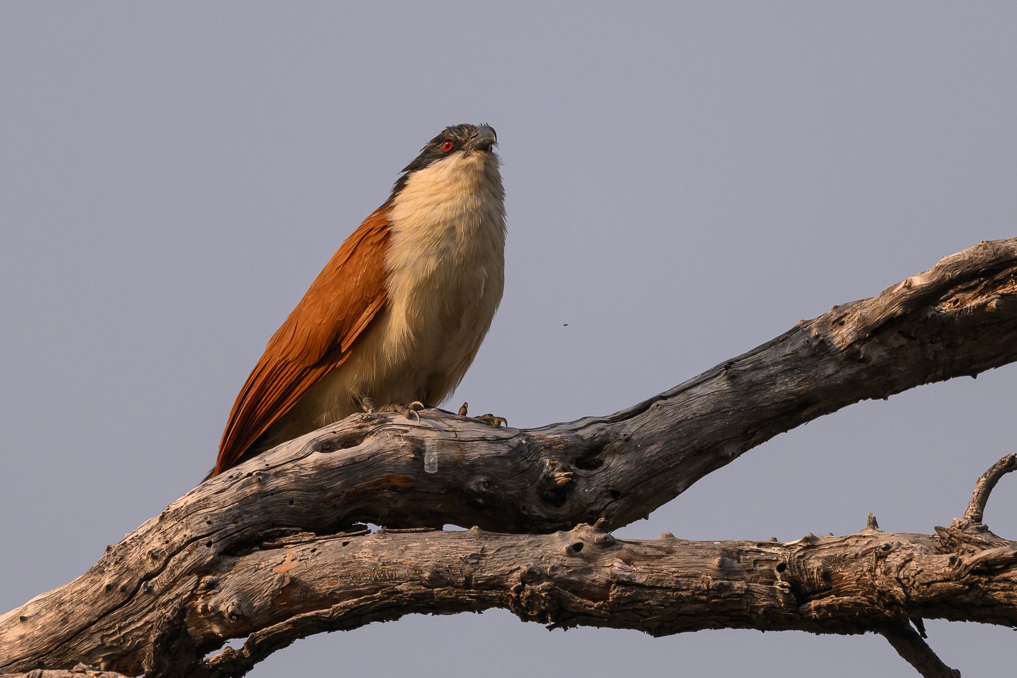 Senegal Coucal