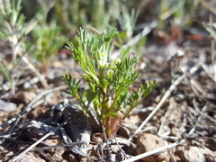 Spermolepis lateriflora