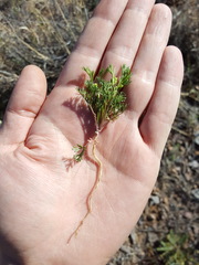 Spermolepis lateriflora