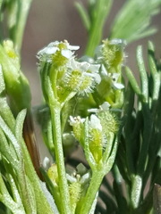 Spermolepis lateriflora