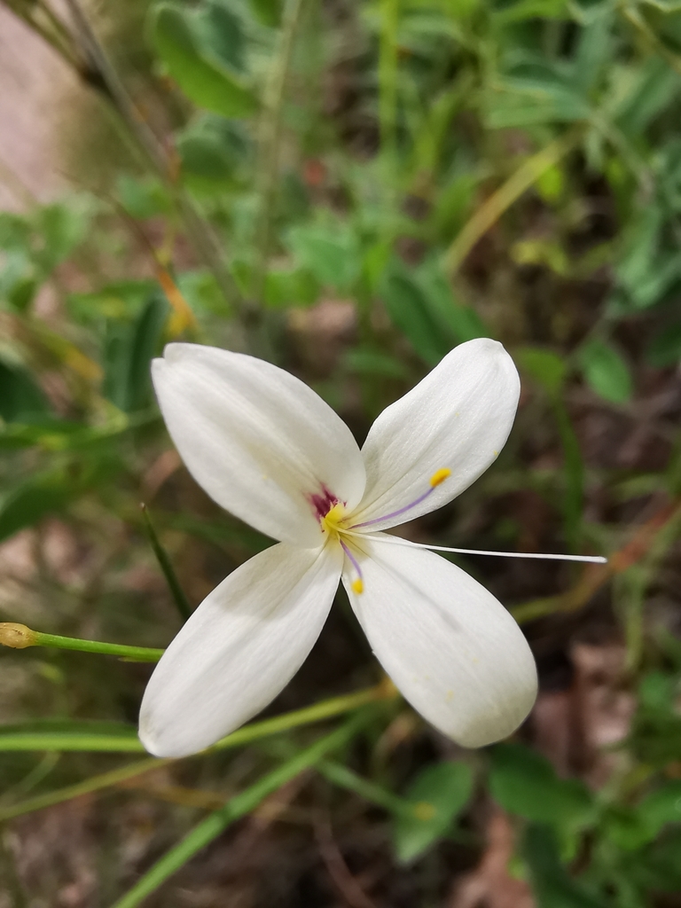Carlowrightia huicholiana