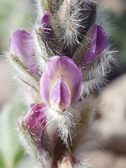 Lupinus concinnus orcuttii