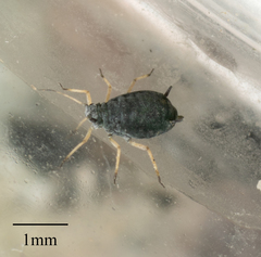 Aphis sedi