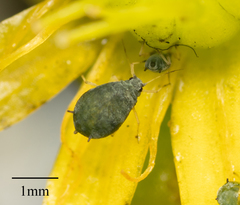 Aphis sedi