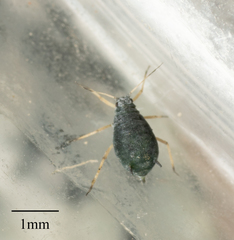 Aphis sedi
