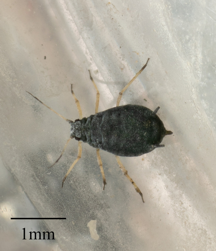 Cactus aphid