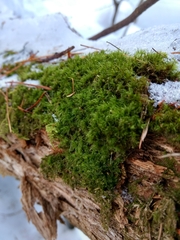 Dicranum flagellare