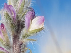 Lupinus concinnus orcuttii