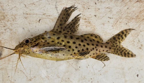 Featherfin squeaker (Synodontis eupterus) — Mochokidae — 2