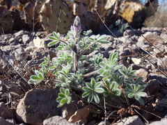 Lupinus concinnus orcuttii
