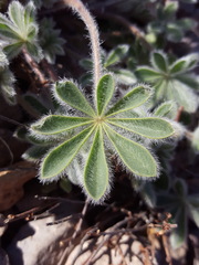 Lupinus concinnus orcuttii