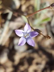 Gilia mexicana