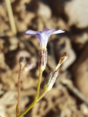 Gilia mexicana