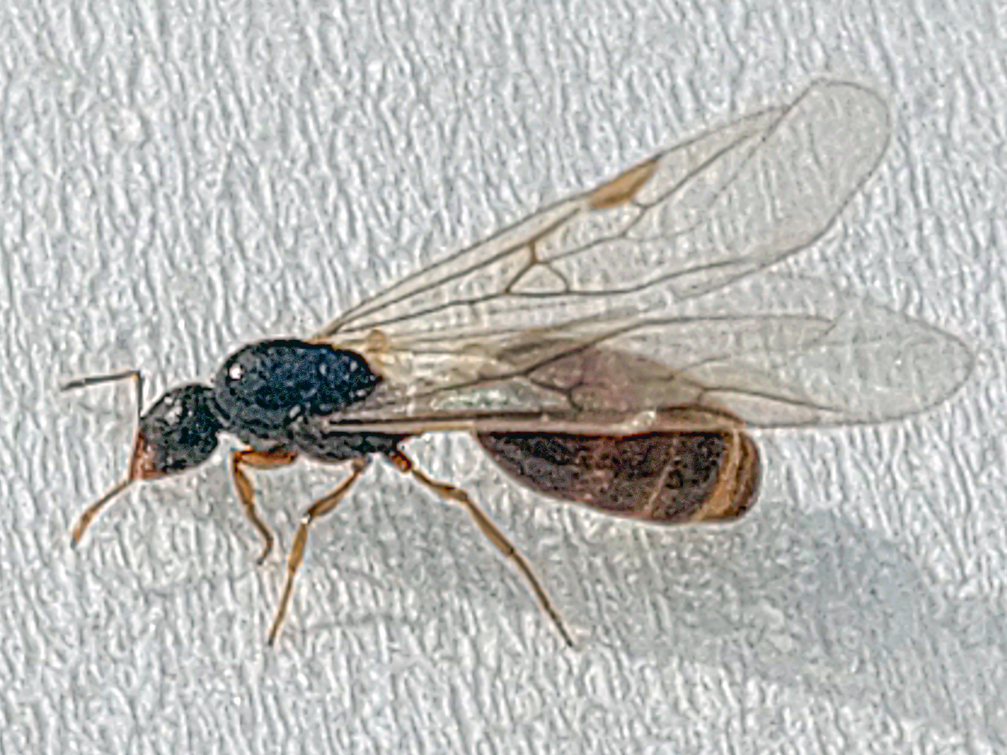 Solenopsis fugax-group