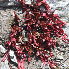 Epilobium porphyrium