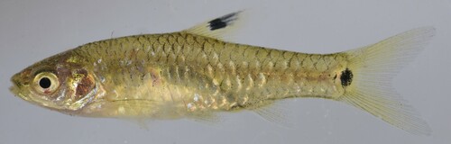 Sierra Leone barb (Enteromius leonensis) — Cyprinidae — 2