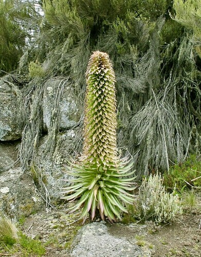 Lobelia deckenii, photograph 2