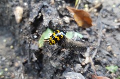 Iphiclus abdominalis