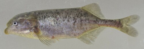 Trunkfish (Marcusenius senegalensis) — Mormyridae — 3