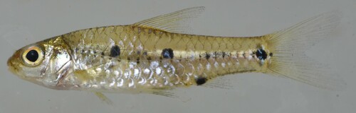 Macina-barbeel (Enteromius macinensis) — Cyprinidae — 3