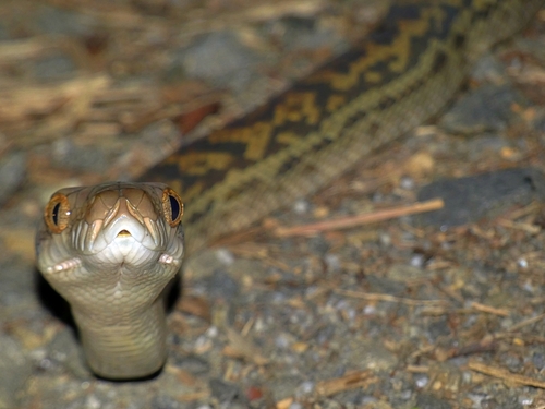 Australian Scrub Python sighting