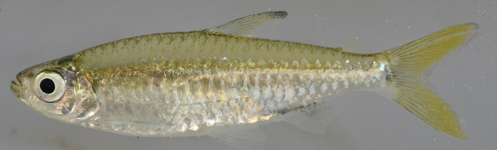 Northern robber tetra (Rhabdalestes septentrionalis) — Alestidae