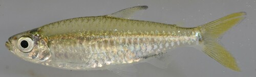 Northern robber tetra (Rhabdalestes septentrionalis) — Alestidae