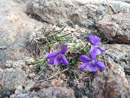 Common dog-violet (Viola riviniana)