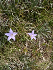 Wahlenbergia ceracea