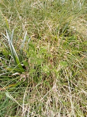 Chaerophyllum eriopodum