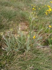 Senecio gunnii