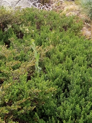 Senecio gunnii