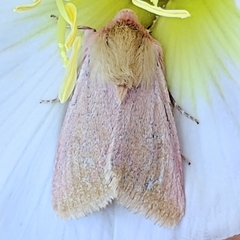 Schinia felicitata