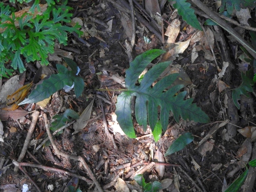 Woodwardia kempii (Woodwardia kempii)