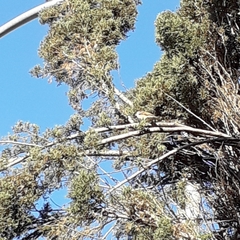 Passer domesticus